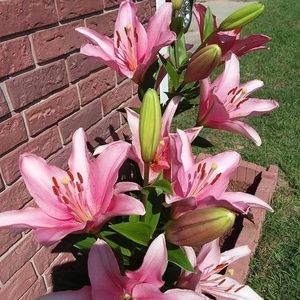 Meet your Posher, Evelyn